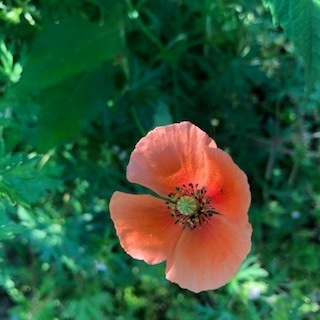 IMG_5852.jpg
