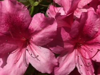 IMG_5418.jpg
