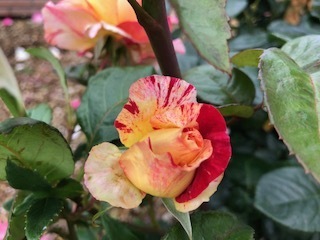 IMG_7411.jpg