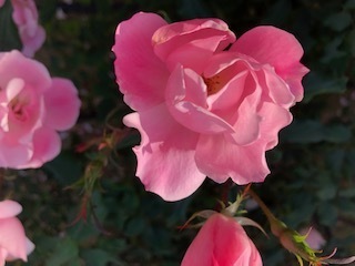 IMG_3676.jpg