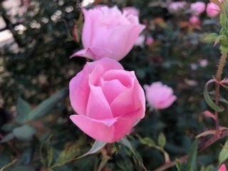 IMG_3677.jpg