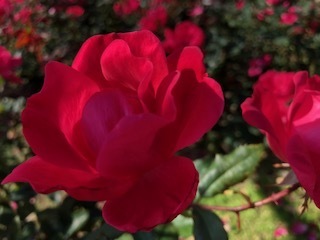IMG_3679.jpg