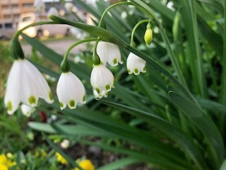 IMG_7917.jpg