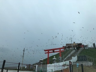 IMG_8815.jpg