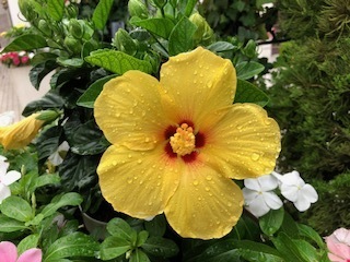 IMG_3796.jpg