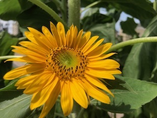 IMG_4436.jpg