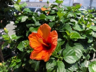 IMG_4623.jpg