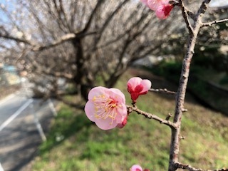 IMG_1208.jpg