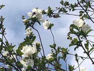 IMG_3213.jpg