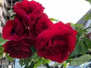 IMG_6753.jpg