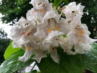 IMG_6709.jpg