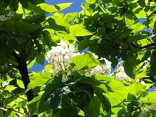 IMG_7170.jpg