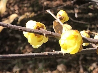 IMG_3517.jpg